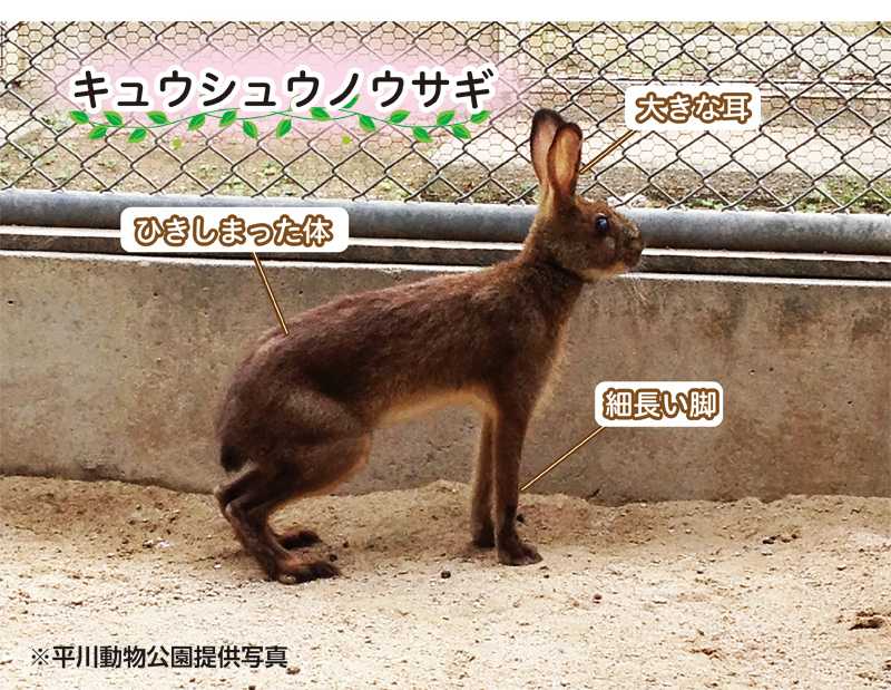 キュウシュウノウサギ