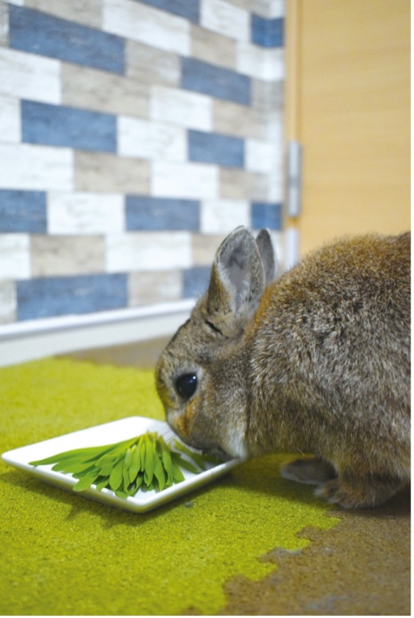 牧草栽培セットの牧草を食べるうさぎ