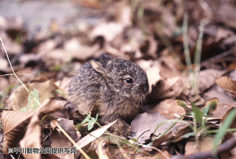 キュウシュウノウサギの赤ちゃん